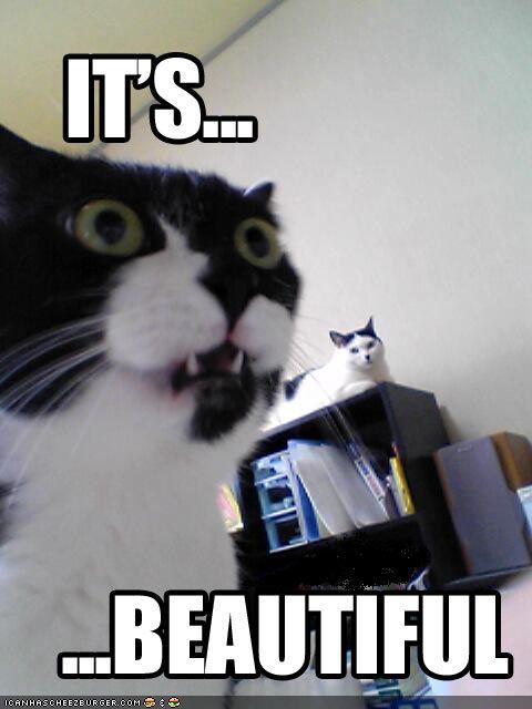 funny-pictures-cat-is-amazed.jpg#excited%20cat%20gif